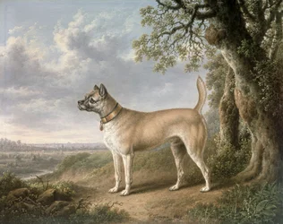 Um Terrier em um caminho em uma paisagem arborizada
